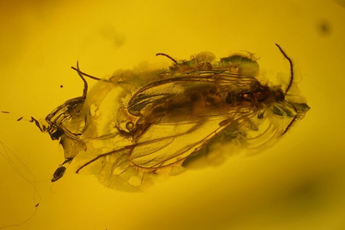 Fossil Fly (Diptera) In Baltic Amber #159785